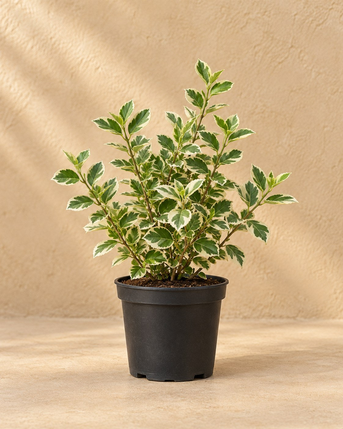 Kardinaalsmuts 'Emerald Gaiety' in kweekpot