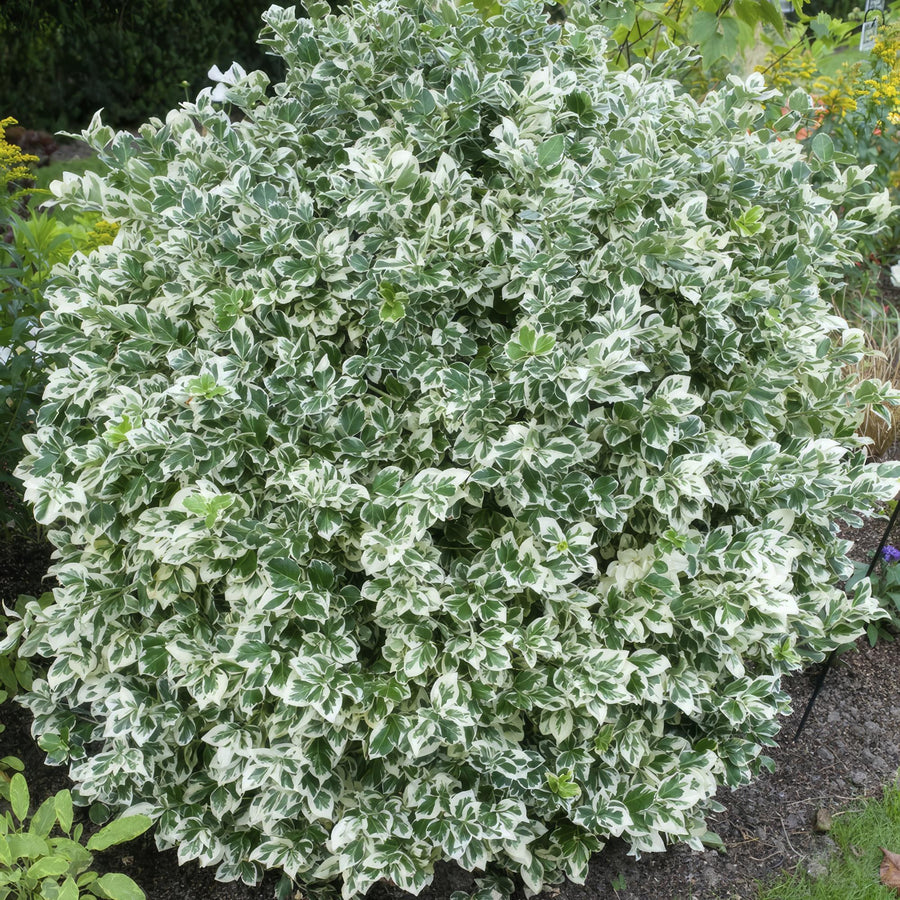 Trzmielina Fortune'a 'Emerald Gaiety' (Euonymus fortunei)
