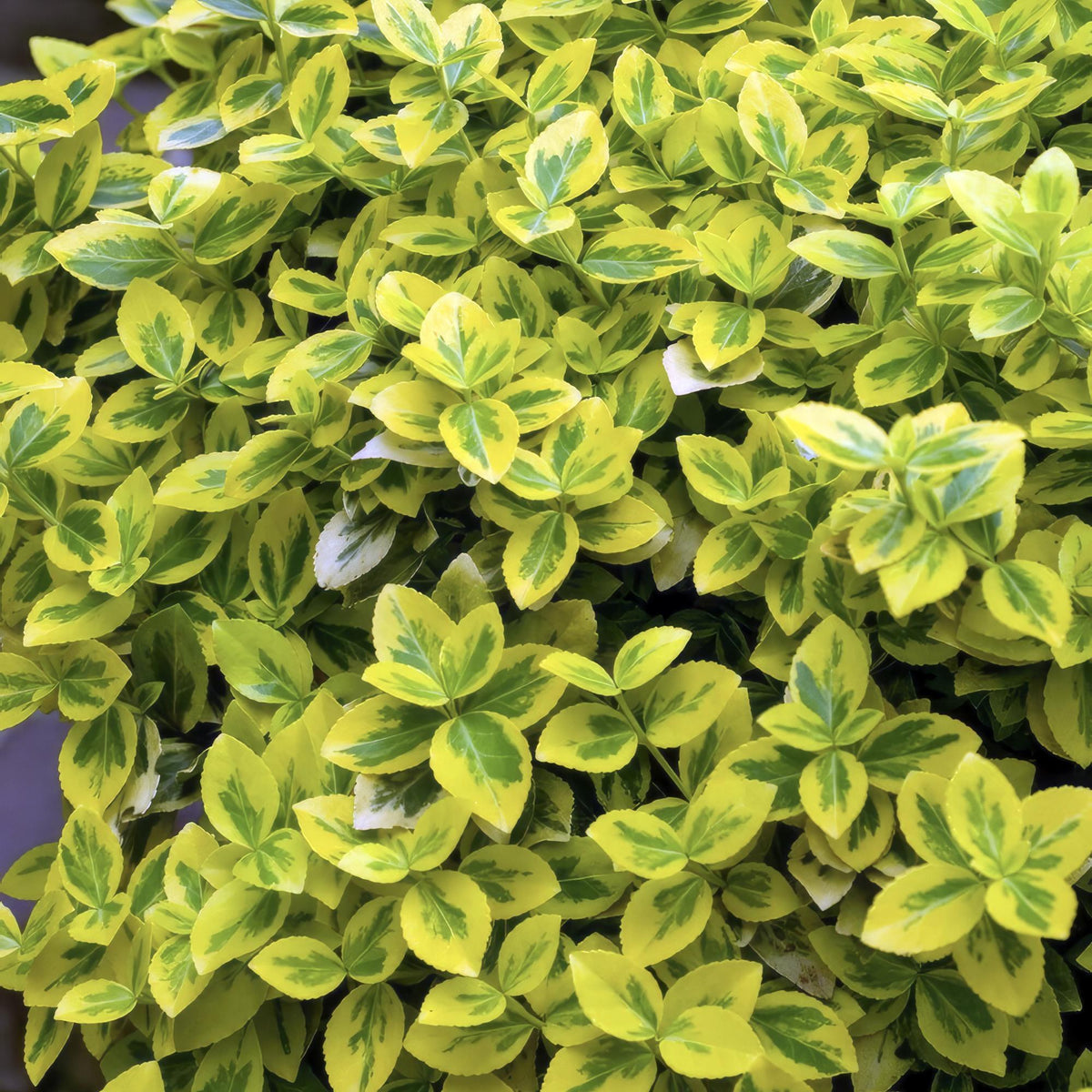 Trzmielina pnąca 'Emerald 'n Gold' w ogrodzie