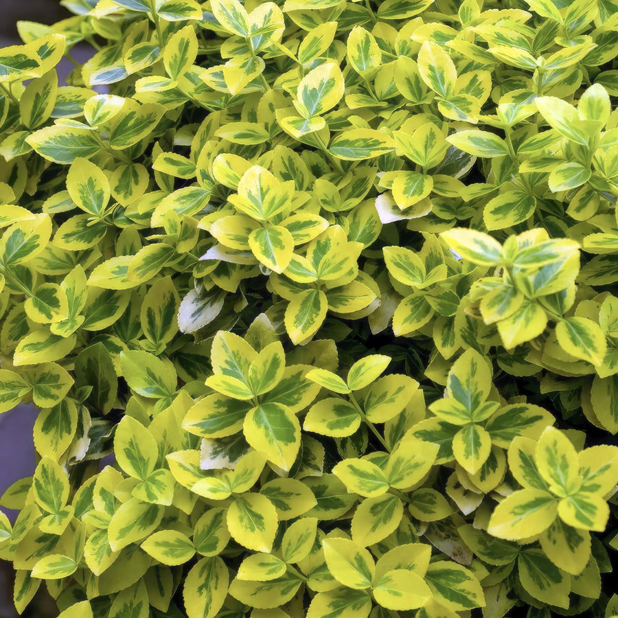 Trzmielina pnąca 'Emerald 'n Gold' (Euonymus fortunei)