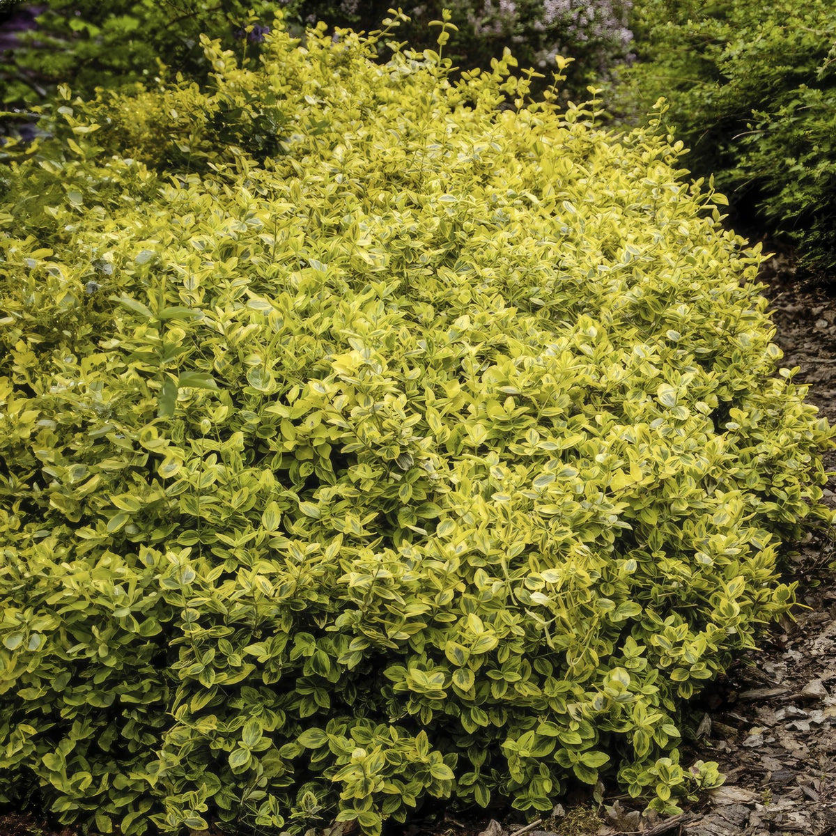 Trzmielina pnąca 'Emerald 'n Gold' w ogrodzie