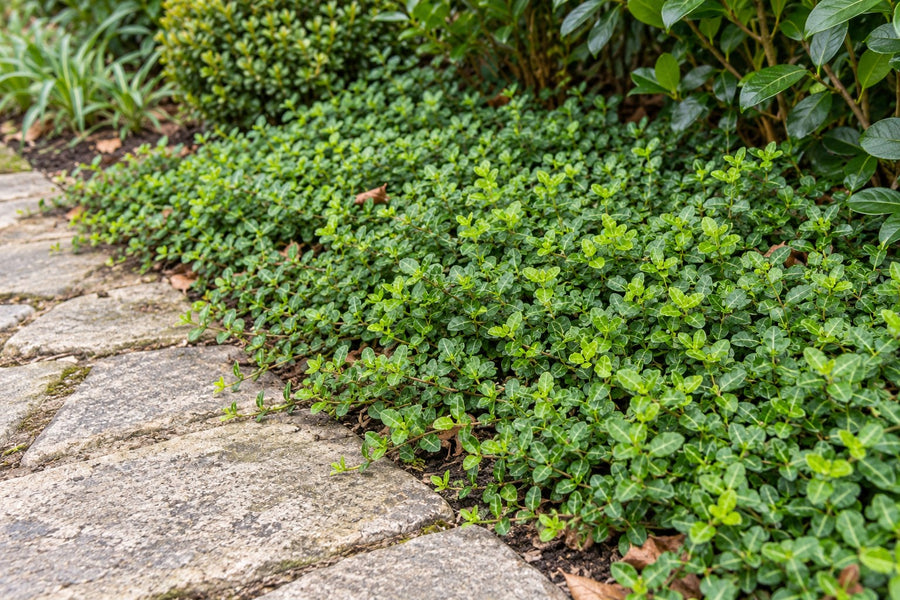 Kardinaalsmuts 'Minimus' (Euonymus fortunei)