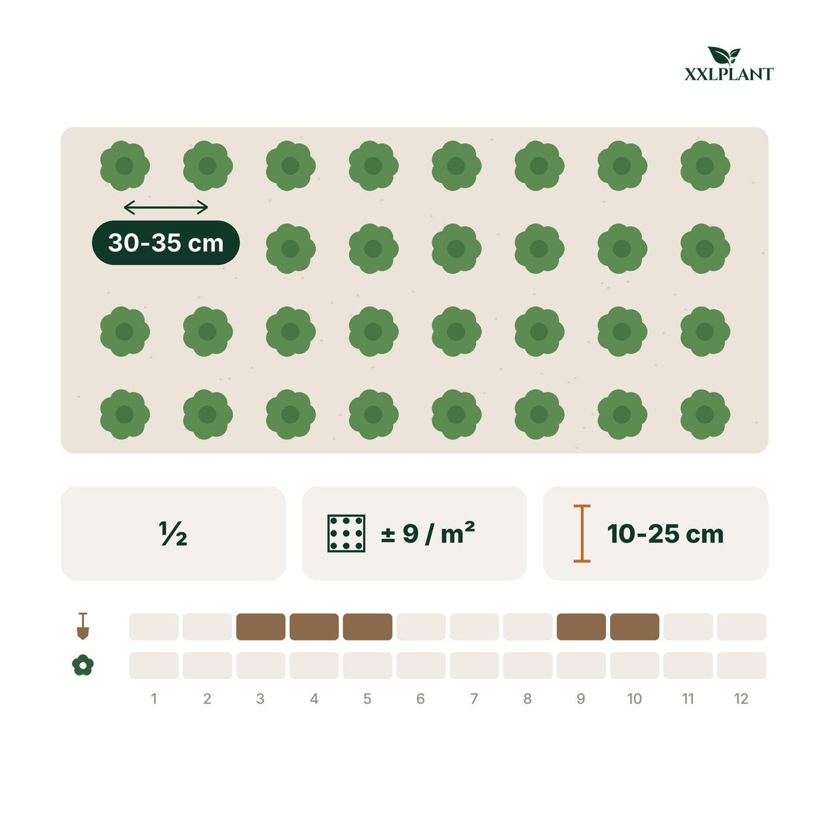 Plantkaart Kardinaalsmuts 'Minimus': 30-35 cm uit elkaar, ongeveer 9 per m²