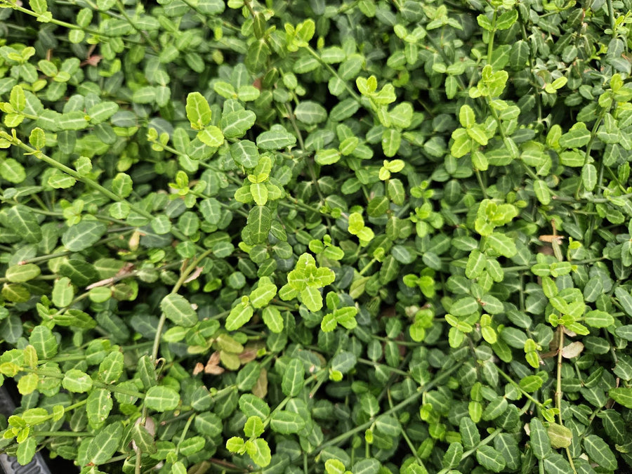 Kardinaalsmuts 'Minimus' (Euonymus fortunei)