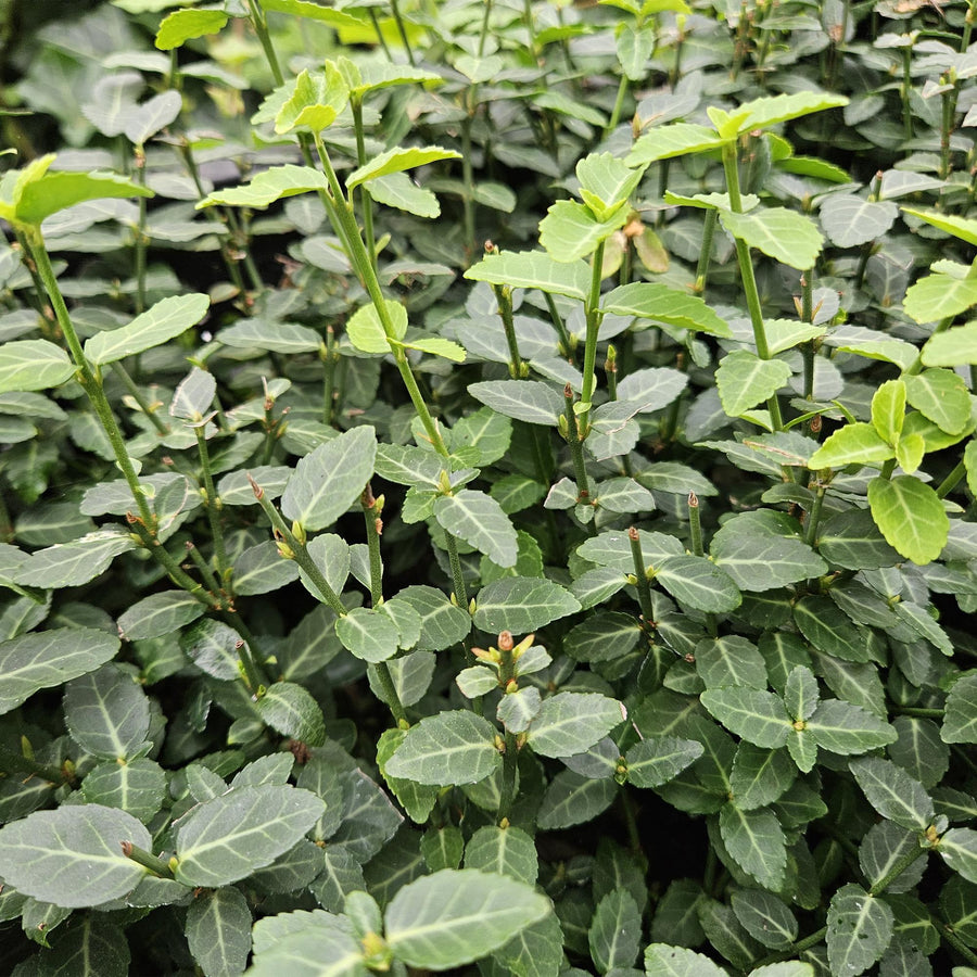 Kruipende kardinaalsmuts (Euonymus fortunei var. radicans)