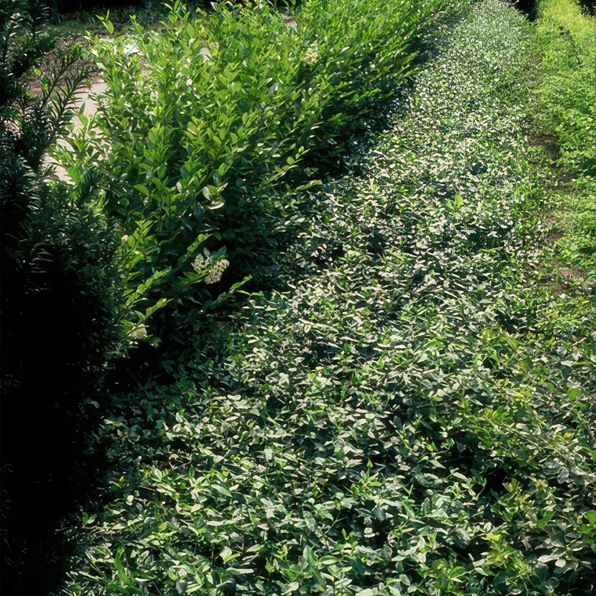 Kruipende kardinaalsmuts in de tuin