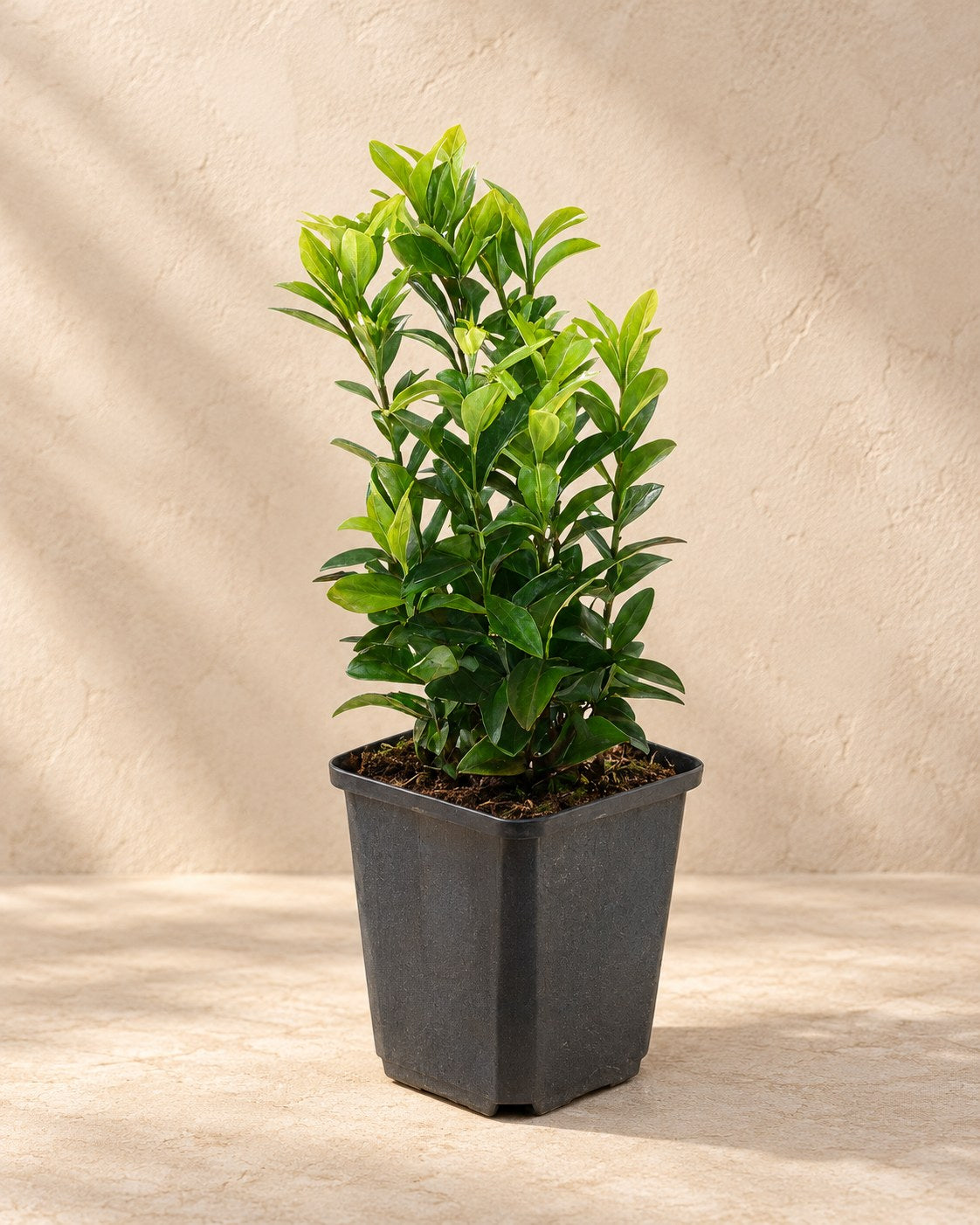 Japanse kardinaalsmuts 'Green Spire' in kweekpot