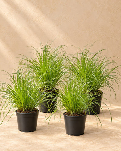 Kattengras mix (4 planten, pot ø12 cm)