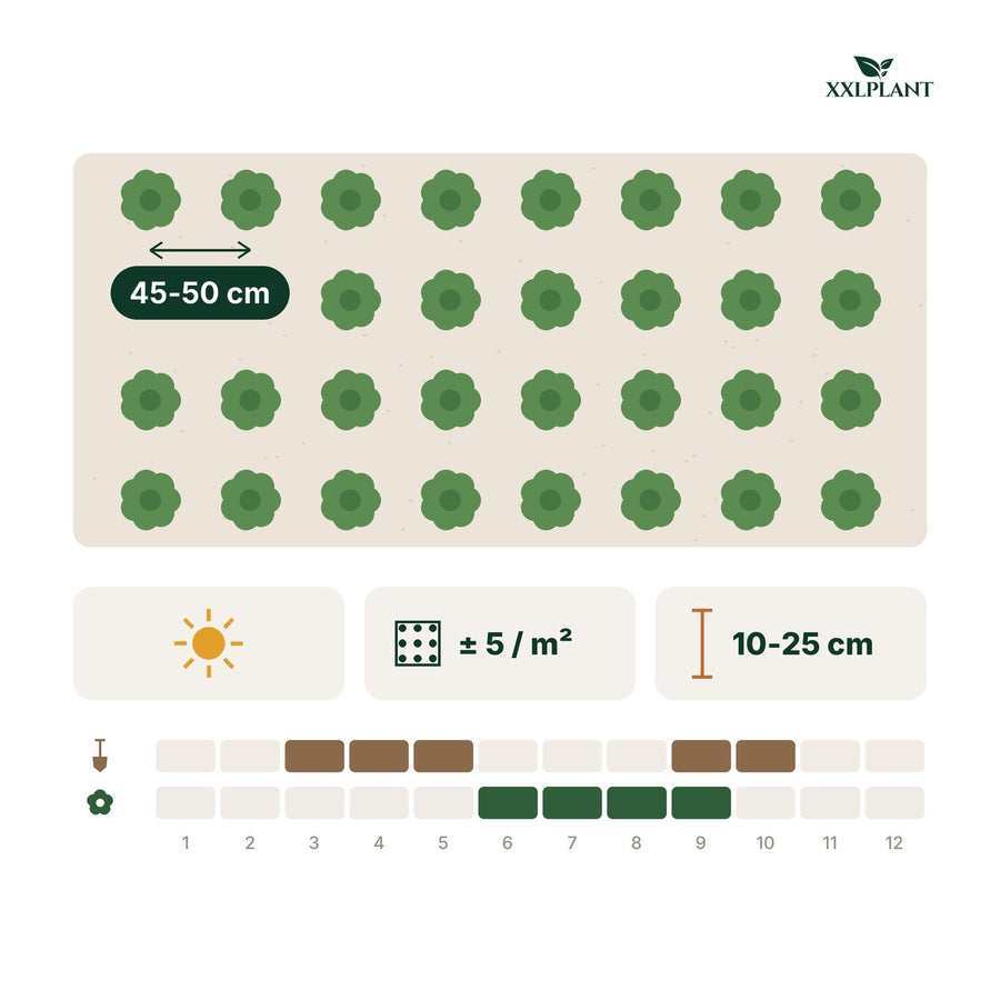 Kattmynta 'Six Hills Giant' (Nepeta)