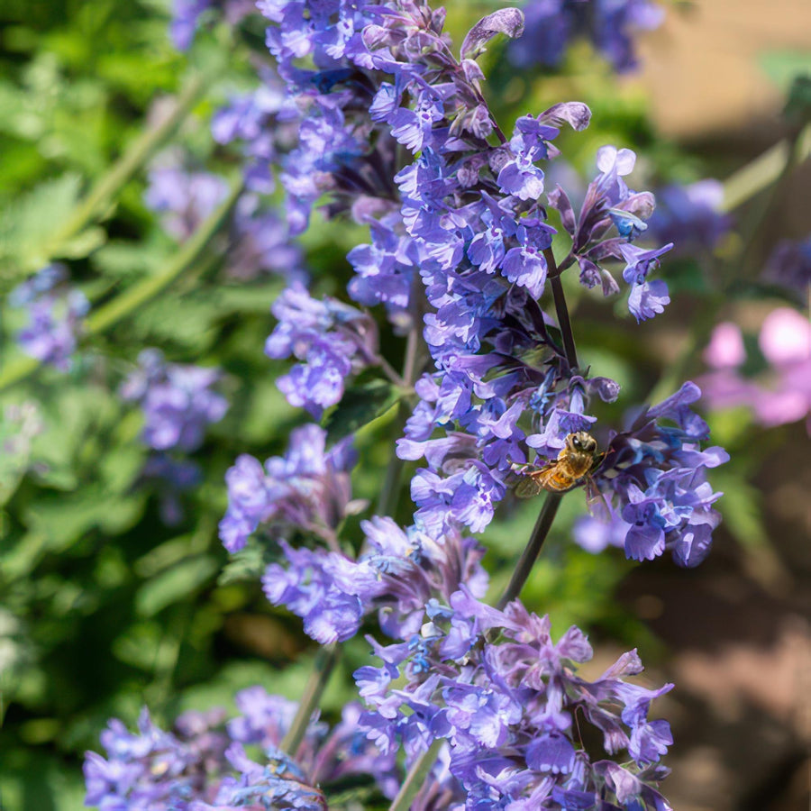 Kattmynta 'Six Hills Giant' (Nepeta)