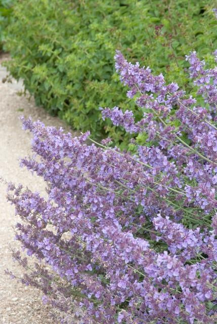 Katteurt 'Walker's Low' (Nepeta)