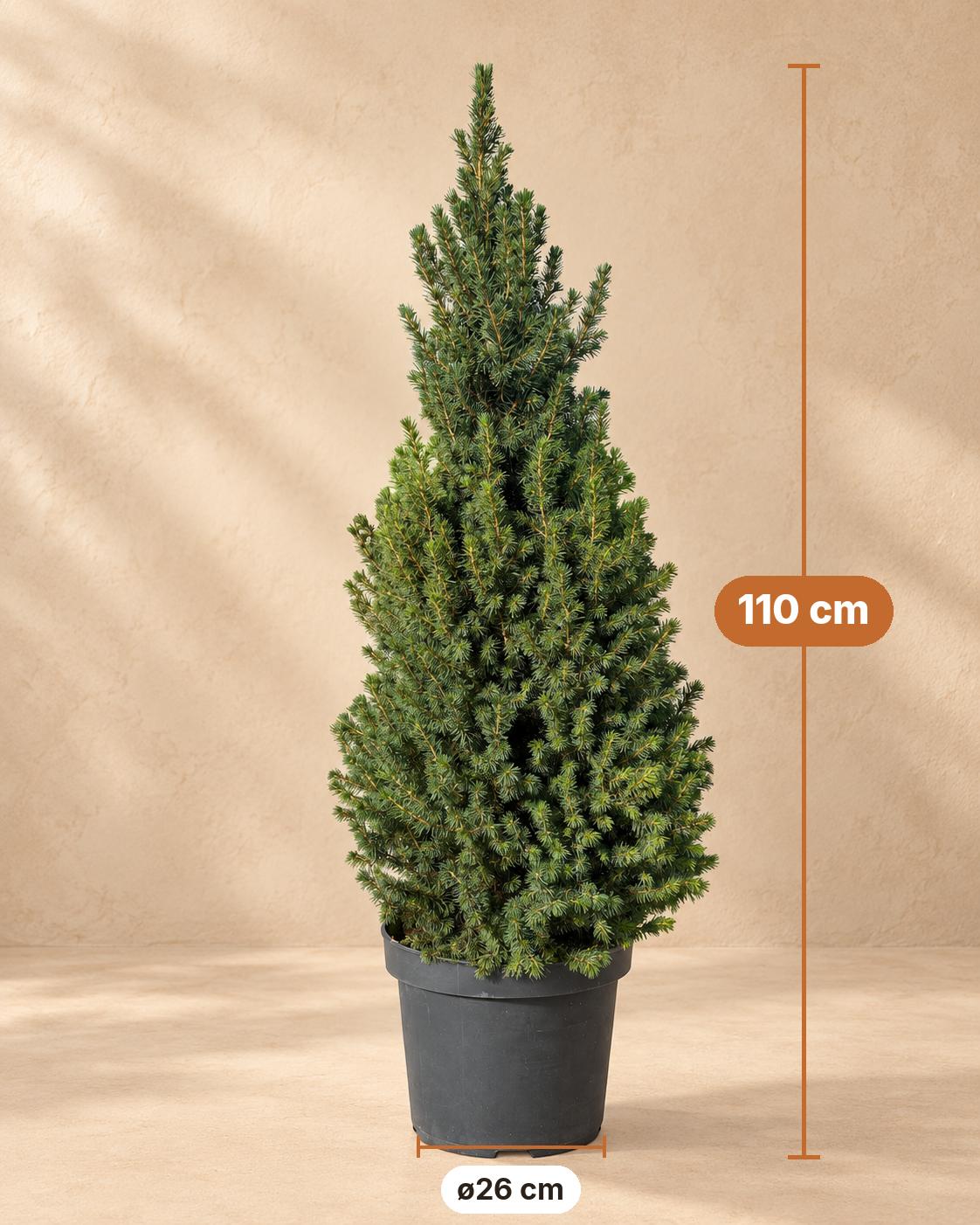 Kegelspar (Picea glauca 'Conica'), 110 cm hoog, pot ø26 cm