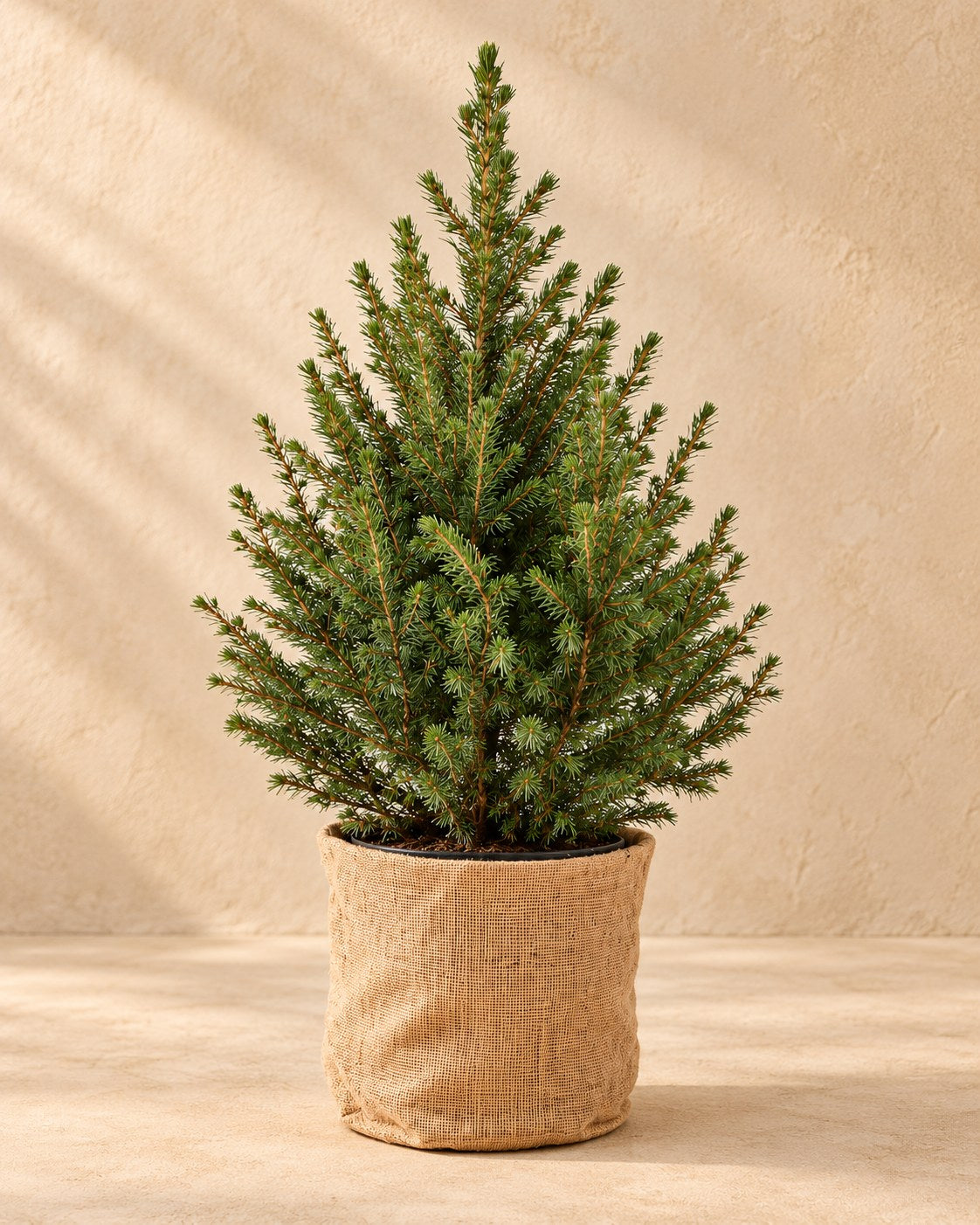 Kegelspar (Picea glauca 'Conica')