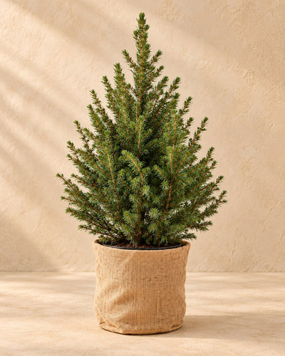 Kegelspar (Picea glauca 'Conica')