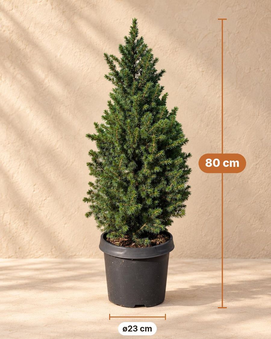 Kegelspar (Picea glauca 'Conica') 80 cm hoog, pot ø23 cm