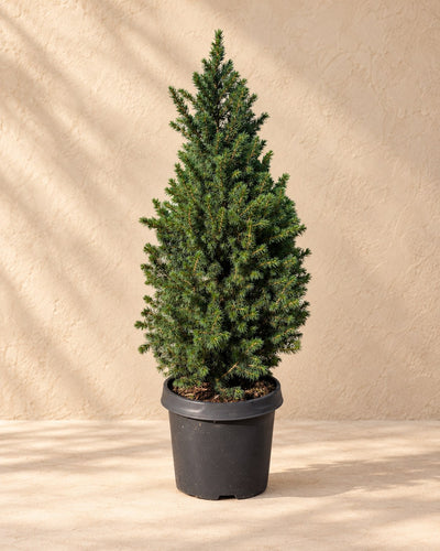 Kegelspar (Picea glauca 'Conica')