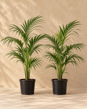 Kentiapalme Howea forsteriana