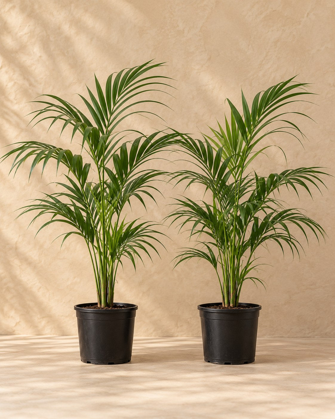 Kentiapalme Howea forsteriana
