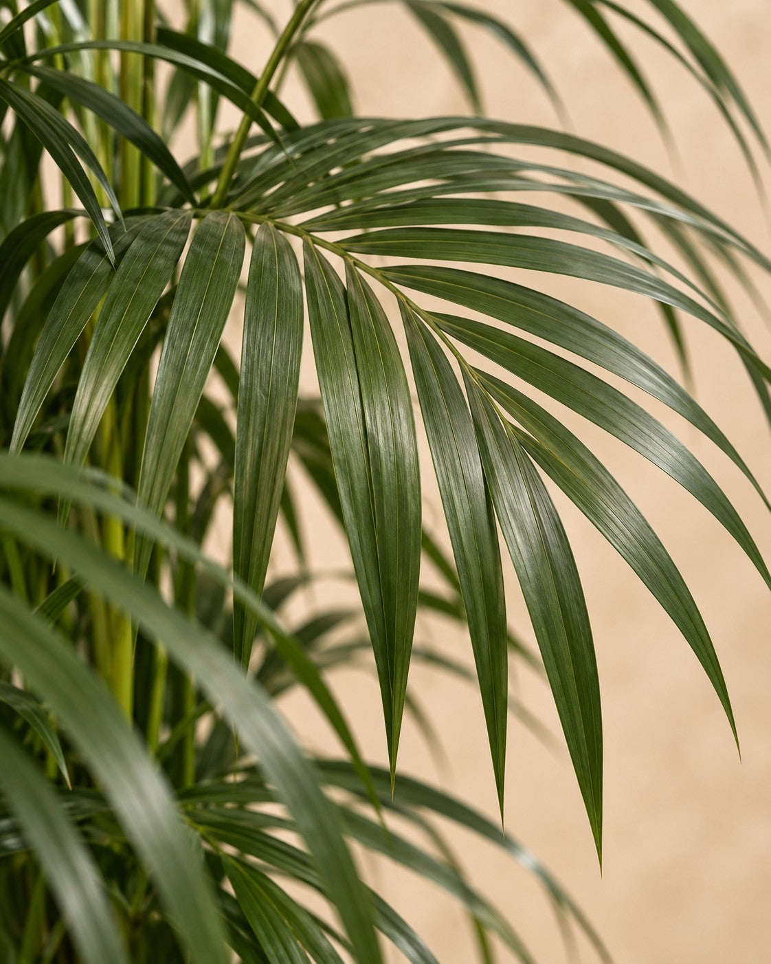 Gros plan sur les feuilles de Palmier Kentia (Howea forsteriana)