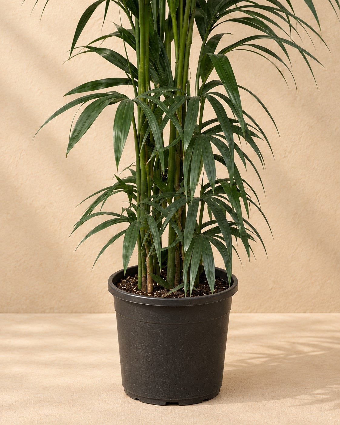 Partie basse de Palmier Kentia (Howea forsteriana) avec son pot de culture