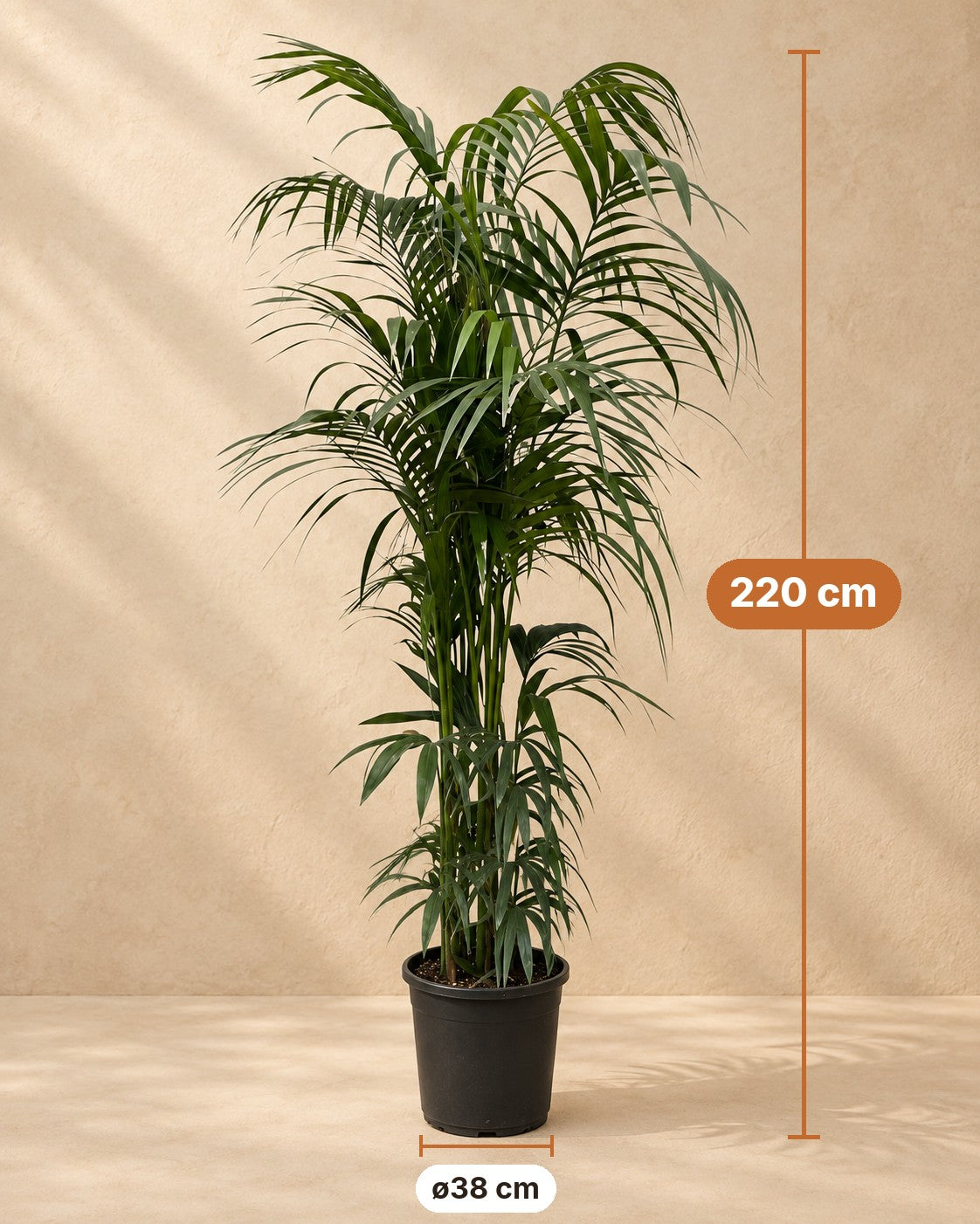 Dimensions Palmier Kentia : 220 cm de haut, pot ø38 cm