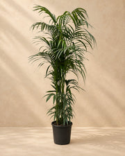Palmier Kentia (Howea forsteriana), 220 cm de haut en pot de culture de 38 cm