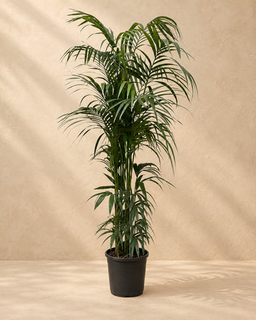 Kentia Palm