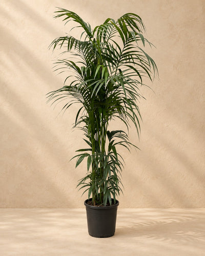 Palmier Kentia (Howea forsteriana), 220 cm de haut en pot de culture de 38 cm