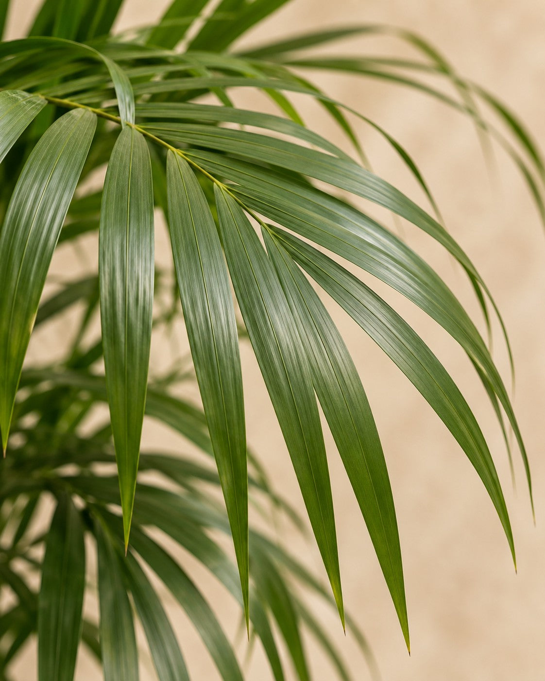 Close-up van het blad van de Kentia Palm (Howea forsteriana)