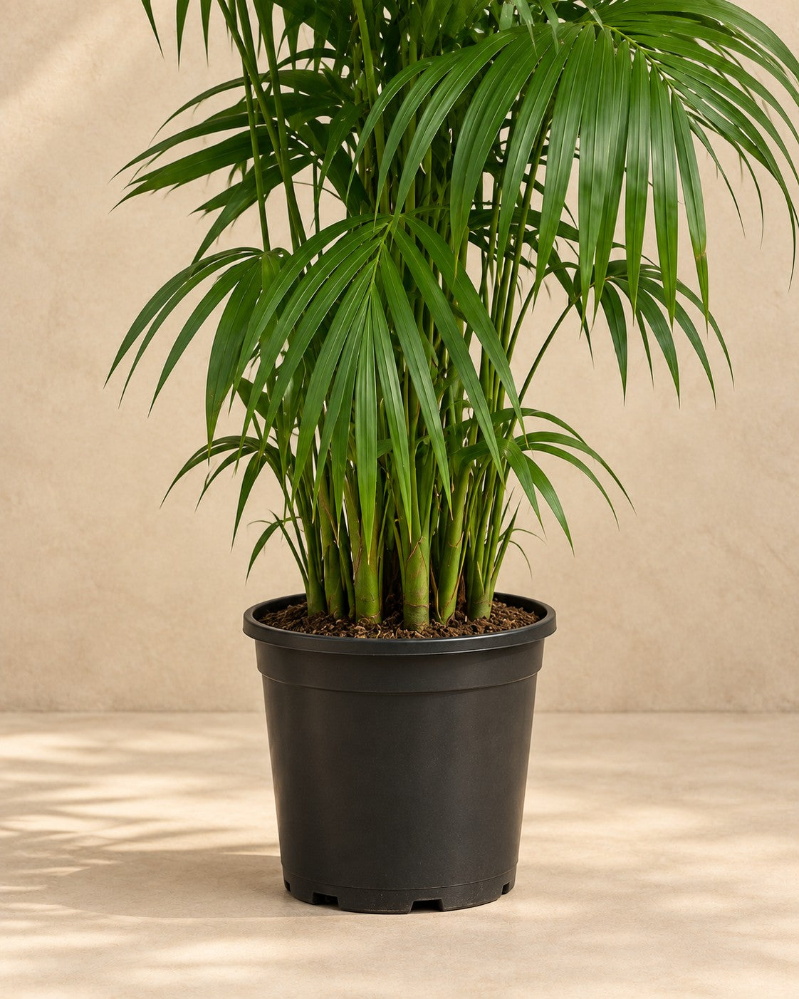 Onderste deel van de Kentia Palm (Howea forsteriana) met de kweekpot