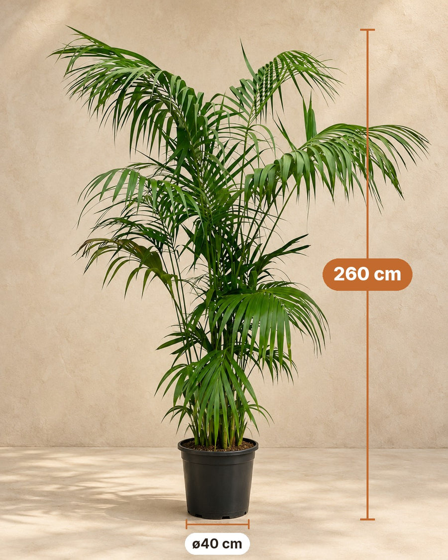 Kentia Palm 260cm - ø40