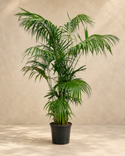 Kentia Palm (Howea forsteriana) van 260 cm hoog in kweekpot van 40 cm
