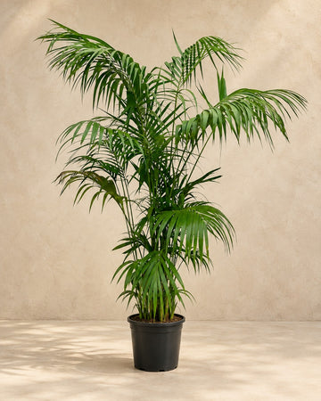 Kentia Palm