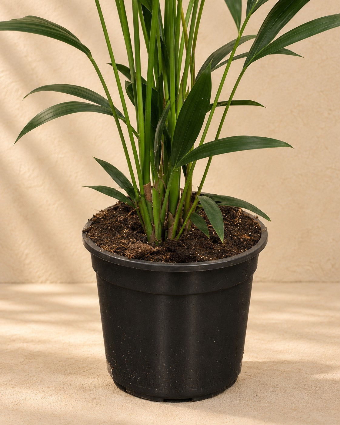 Parte inferior de Palmera kentia (Howea forsteriana) con su maceta de cultivo