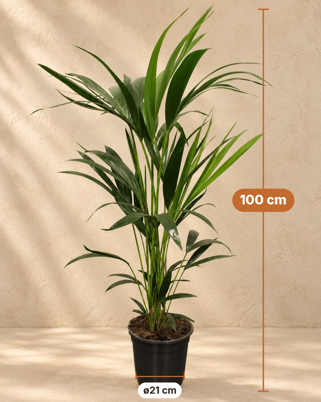 Medidas de Palmera kentia: 100 cm de altura, maceta ø21 cm