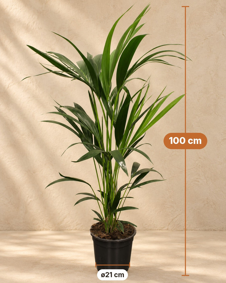 Palmera kentia (Howea forsteriana) 100 cm de altura, maceta ø21 cm