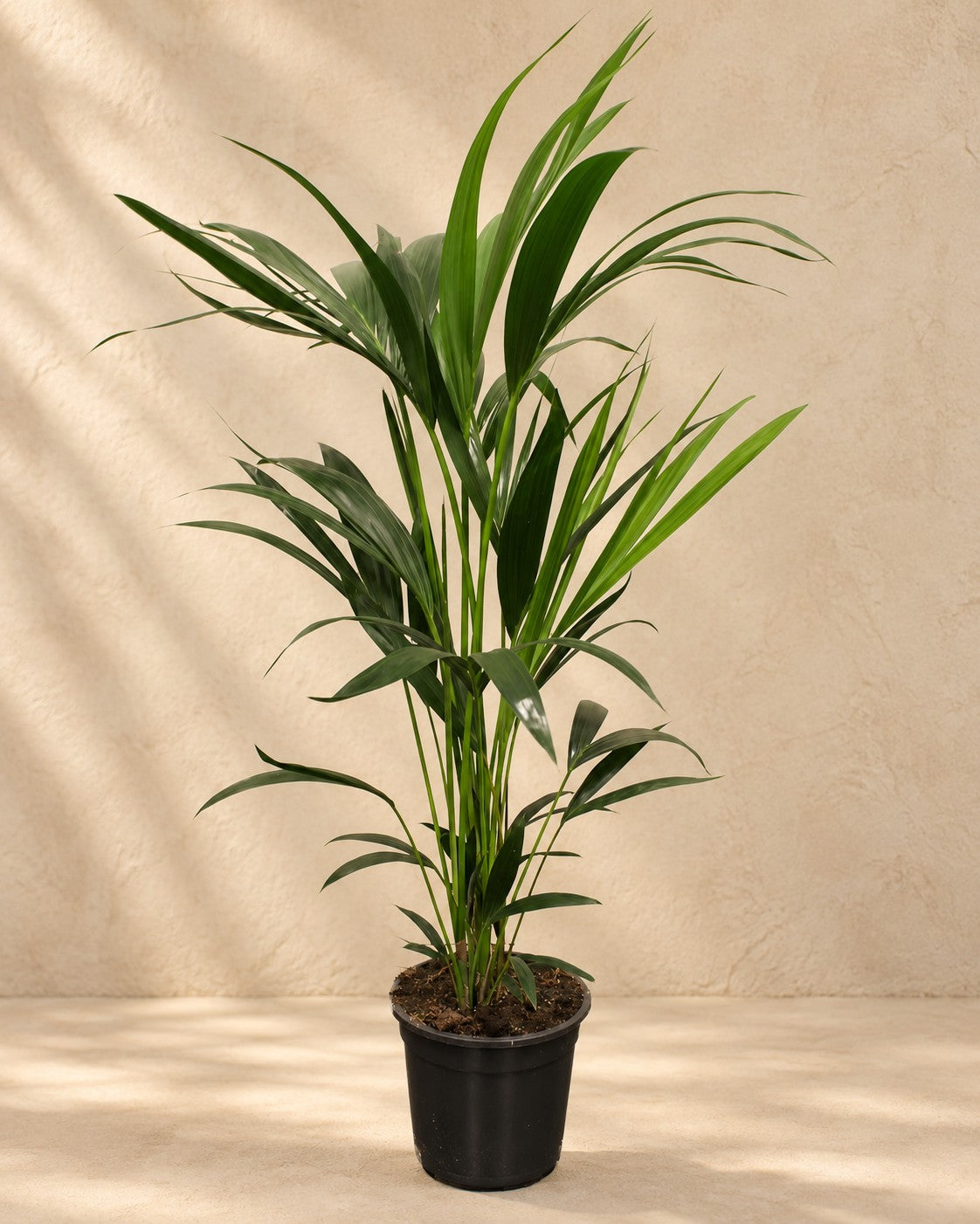 Palmera kentia (Howea forsteriana), 100 cm de altura en maceta de cultivo de 21 cm