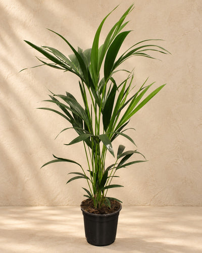 Palmera kentia (Howea forsteriana), 100 cm de altura en maceta de cultivo de 21 cm