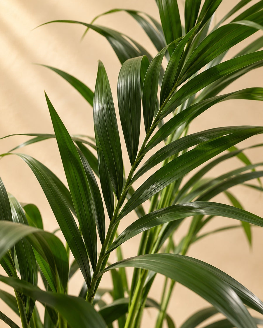 Kentiapalm (Howea forsteriana) 110 cm hoog, pot ø21 cm