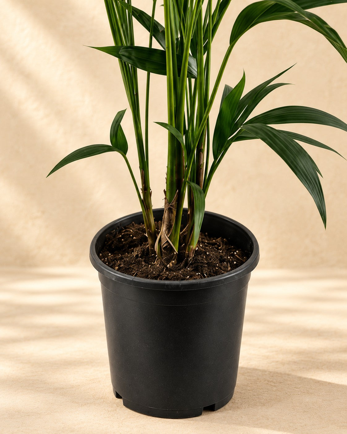 Onderste deel van de Kentiapalm (Howea forsteriana) met de kweekpot