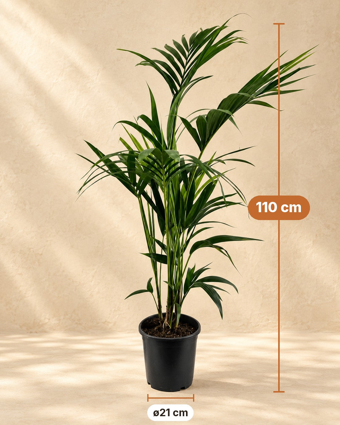 Afmetingen Kentiapalm: 110 cm hoog, pot ø21 cm