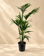 Kentiapalm (Howea forsteriana) van 110 cm hoog in kweekpot van 21 cm