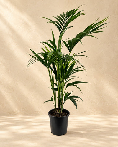 Kentiapalm (Howea forsteriana) van 110 cm hoog in kweekpot van 21 cm