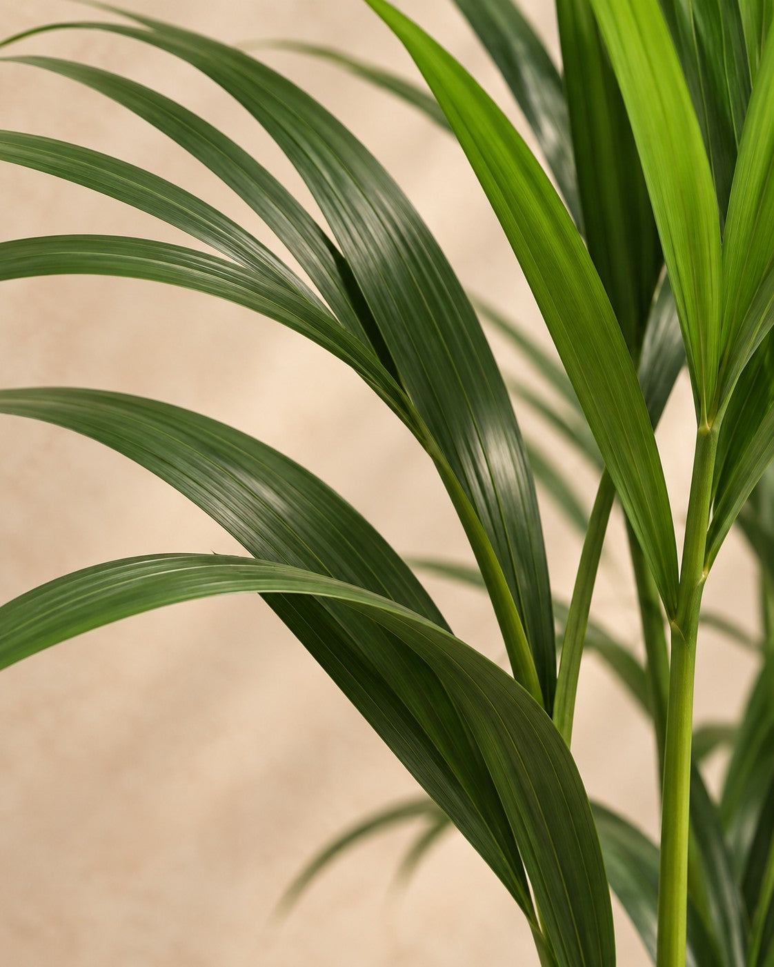 Close-up van het blad van de Kentiapalm (Howea forsteriana)