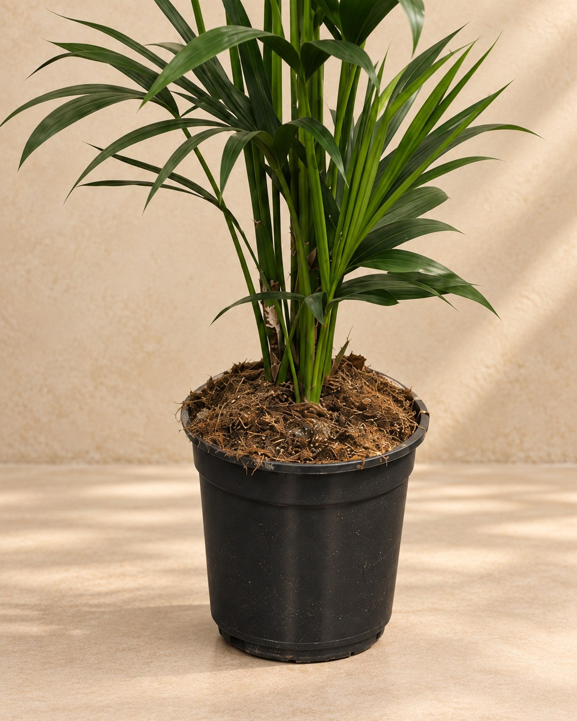 Onderste deel van de Kentiapalm (Howea forsteriana) met de kweekpot
