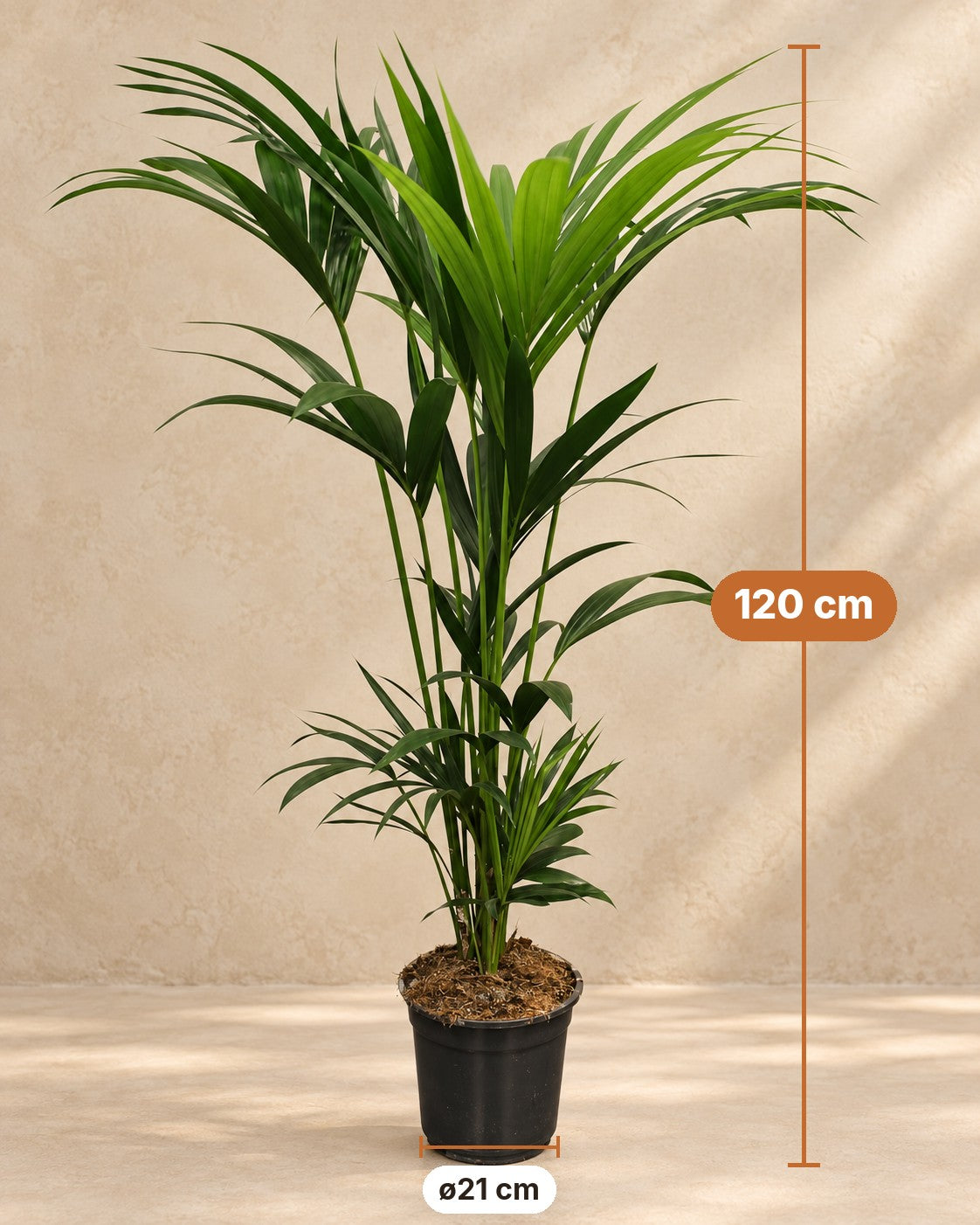 Afmetingen Kentiapalm: 120 cm hoog, pot ø21 cm