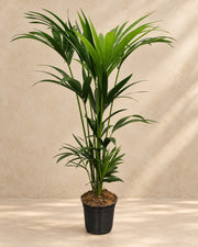 Kentiapalm (Howea forsteriana) van 120 cm hoog in kweekpot van 21 cm