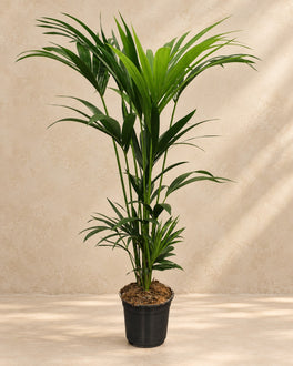 120 cm