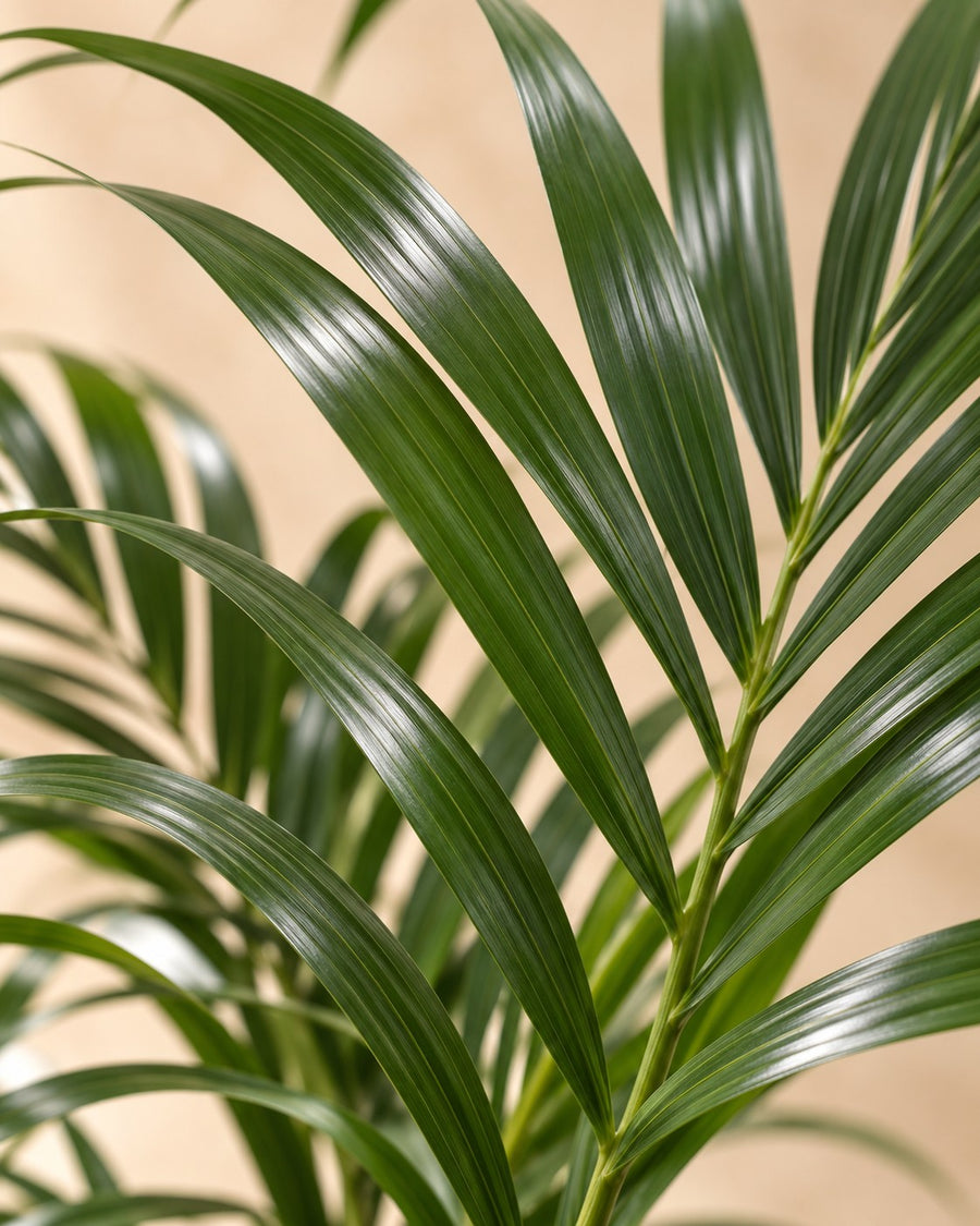 Kentia palm (Howea forsteriana) 170 cm tall, pot ø27 cm