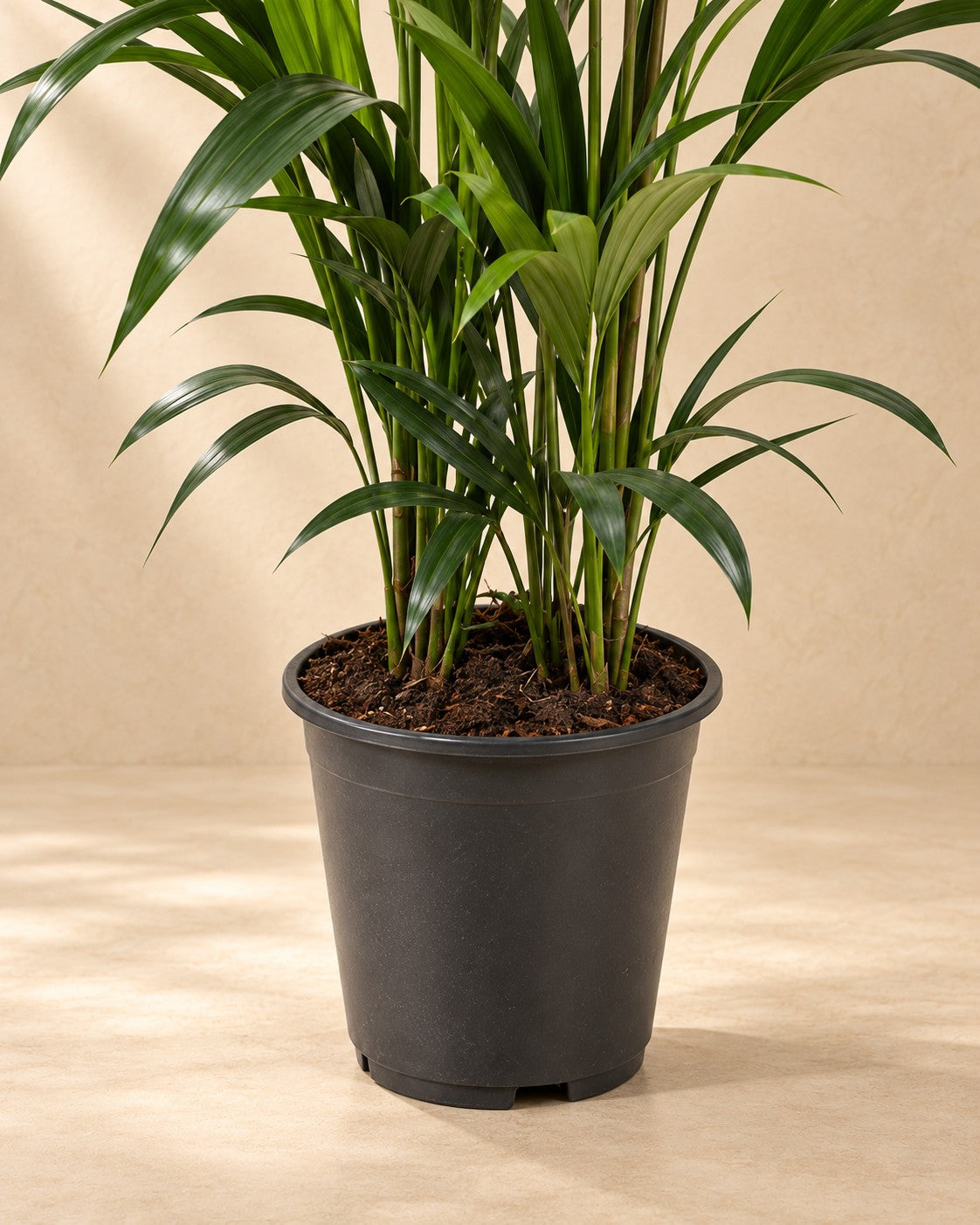 Lower part of the Kentia palm (Howea forsteriana) with its nursery pot